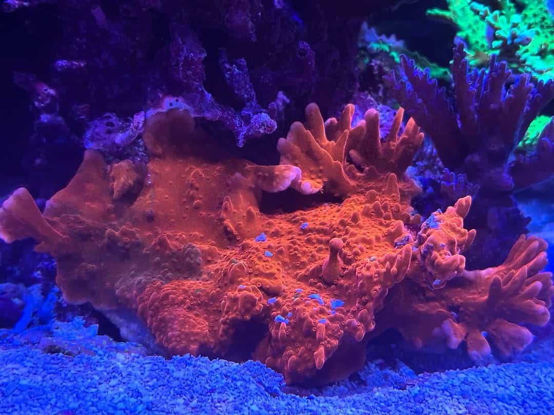Montipora Setosa (Frag)