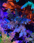 (PREORDER) EA Party Gras (Frag)