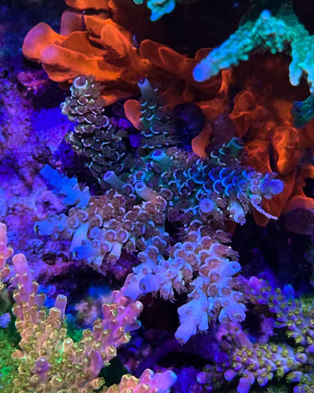 (PREORDER) EA Party Gras (Frag)