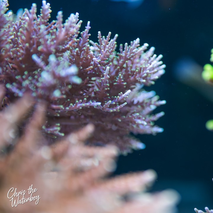 RMF Last Dragon (Frag)