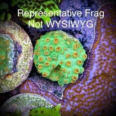 Reptar Cyphastrea (Frag)