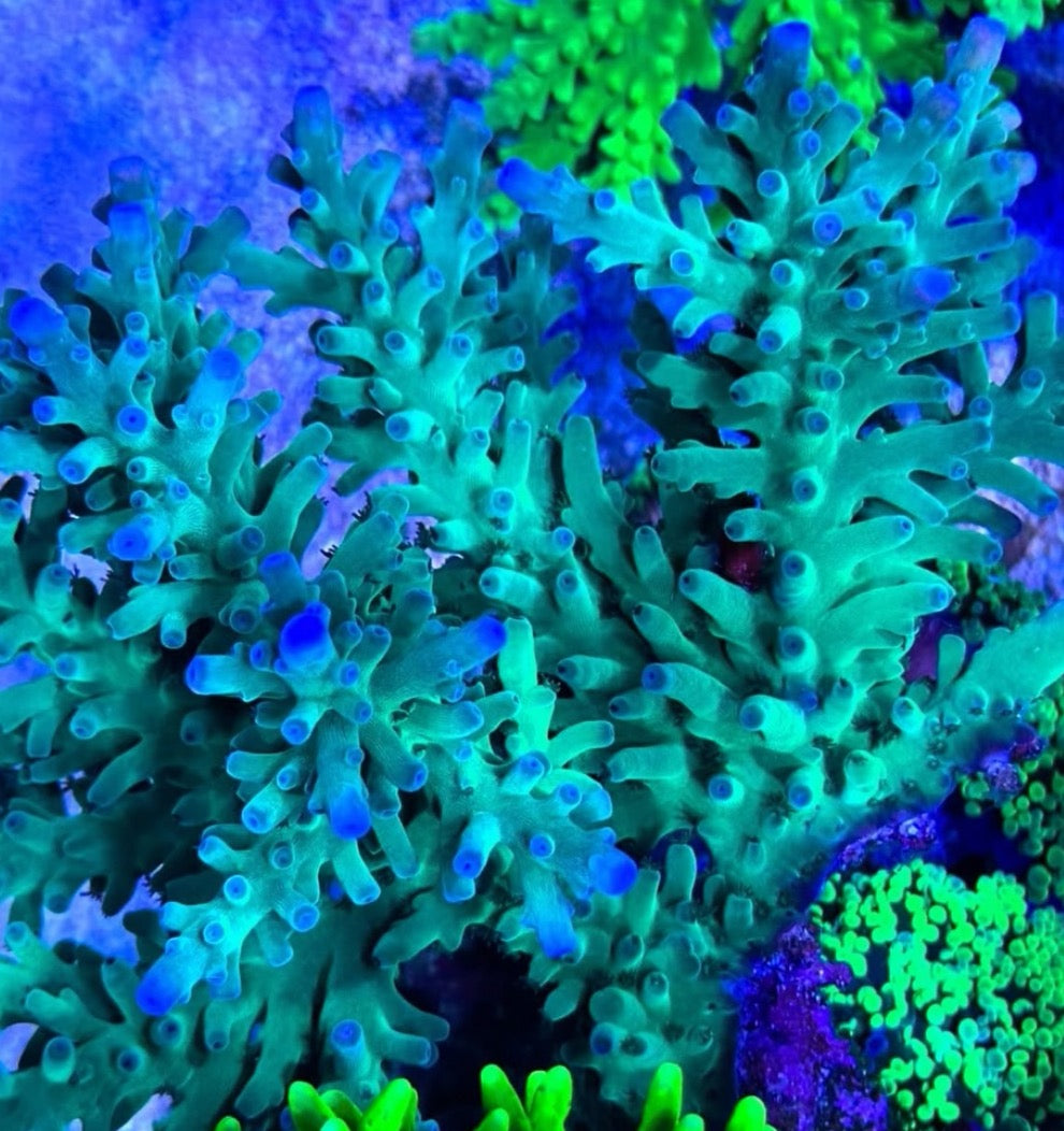 SSC Blue Bottlebrush (Frag)