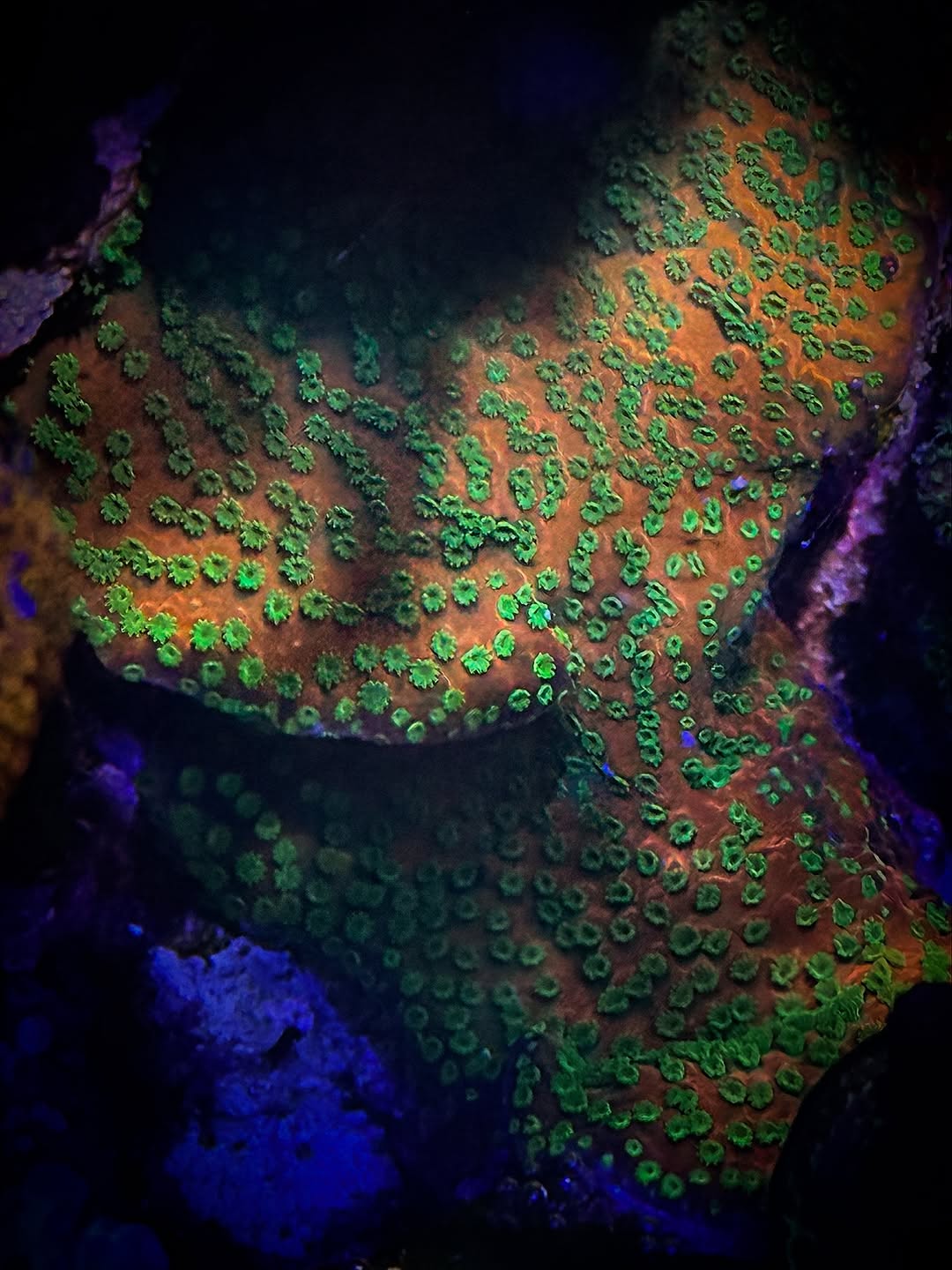 (PREORDER) Sunset Encrusting Monti (Frag)