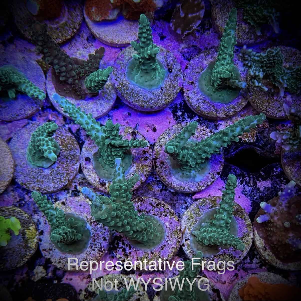 (PREORDER) Teal with Blue Tips Stag (Frag)