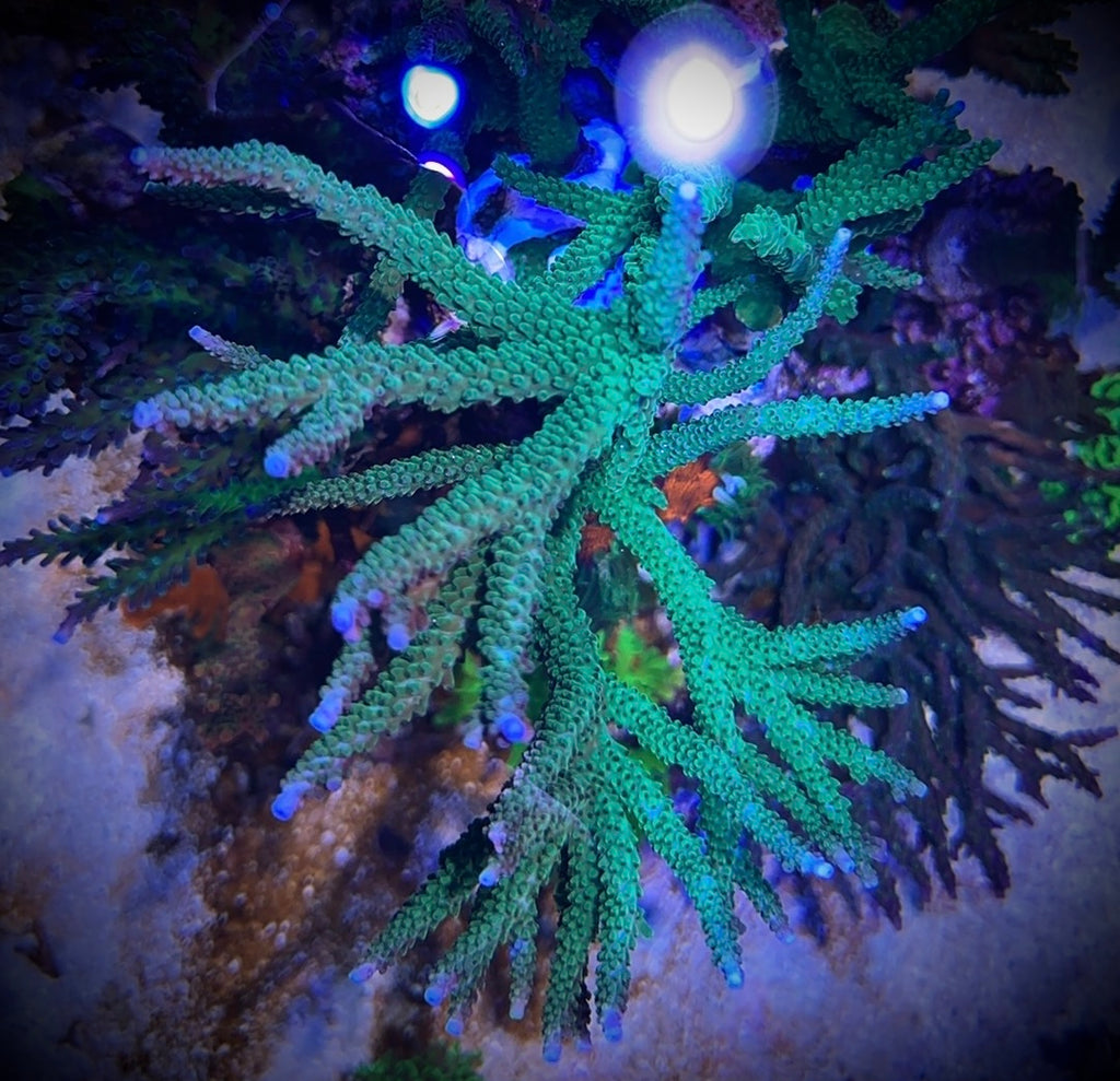 Teal with Blue Tips Stag (Frag)