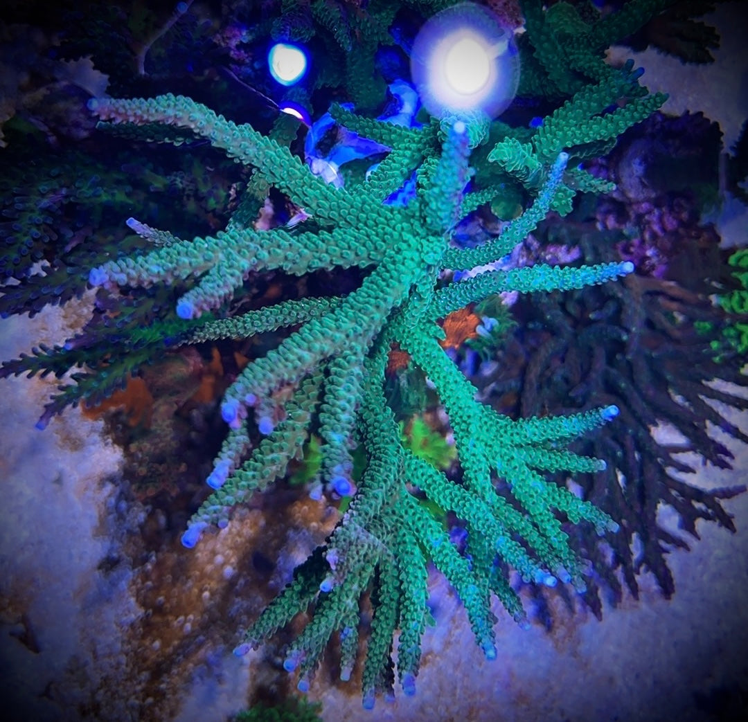 (PREORDER) Teal with Blue Tips Stag (Frag)