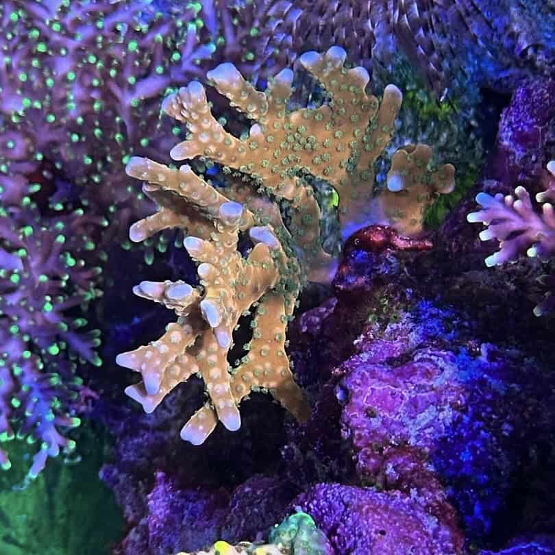 RRC Tropicana Anacropora (Frag)