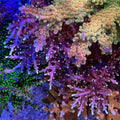 (PREORDER) WWC Little Red Ferrari (Frag)