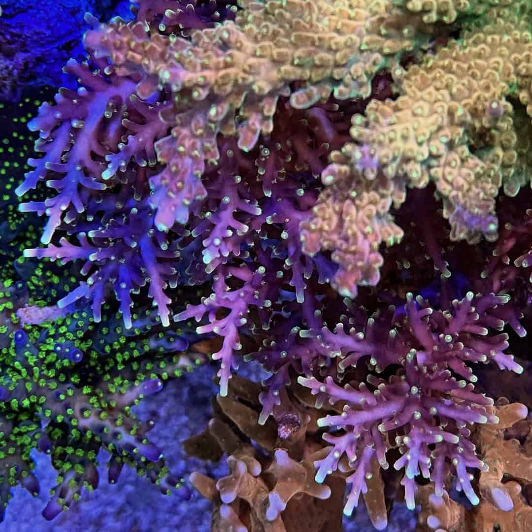 (PREORDER) WWC Little Red Ferrari (Frag)