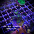 ORA Birds of Paradise (Frag)