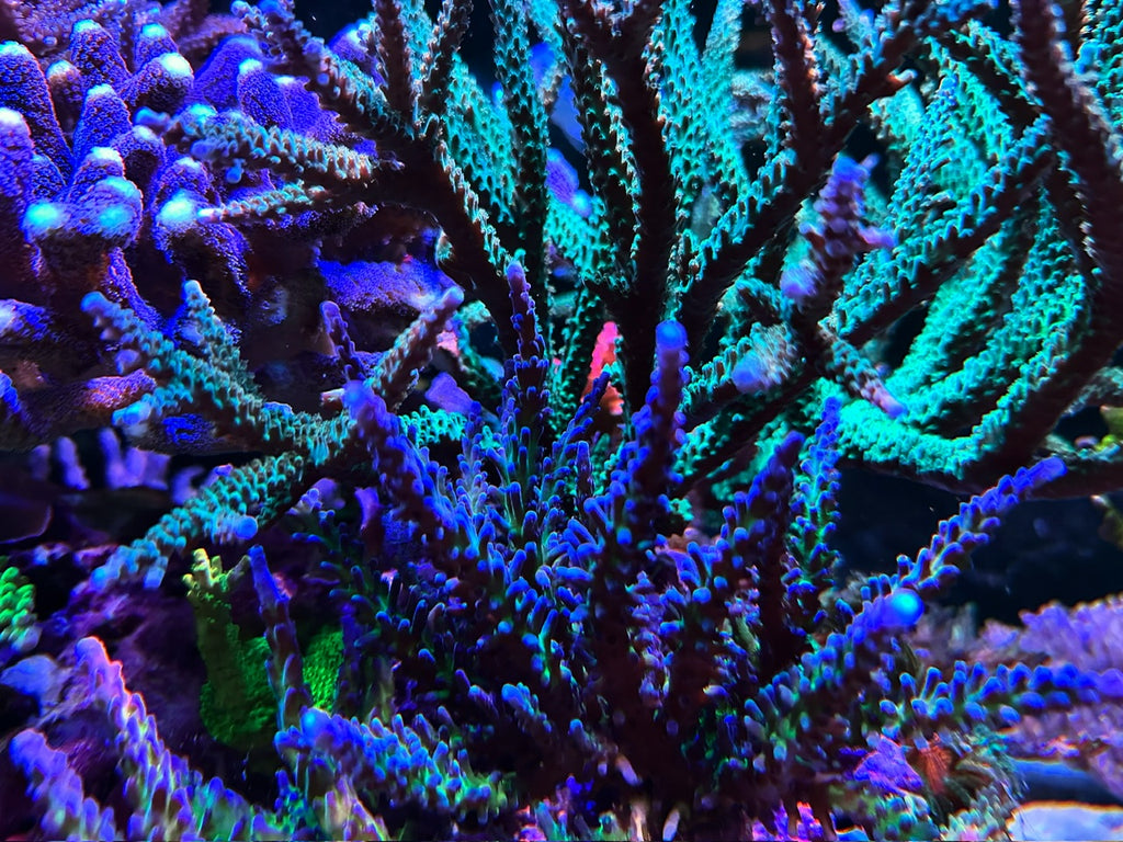 ORA/Cali Blue Tort (Frag)