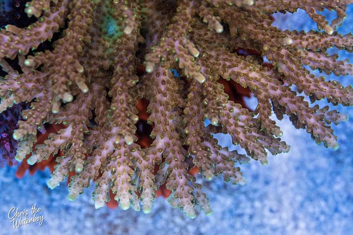 Creamsicle Acro (Frag)