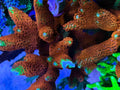 (PREORDER) Forest Fire Digitata (Frag)