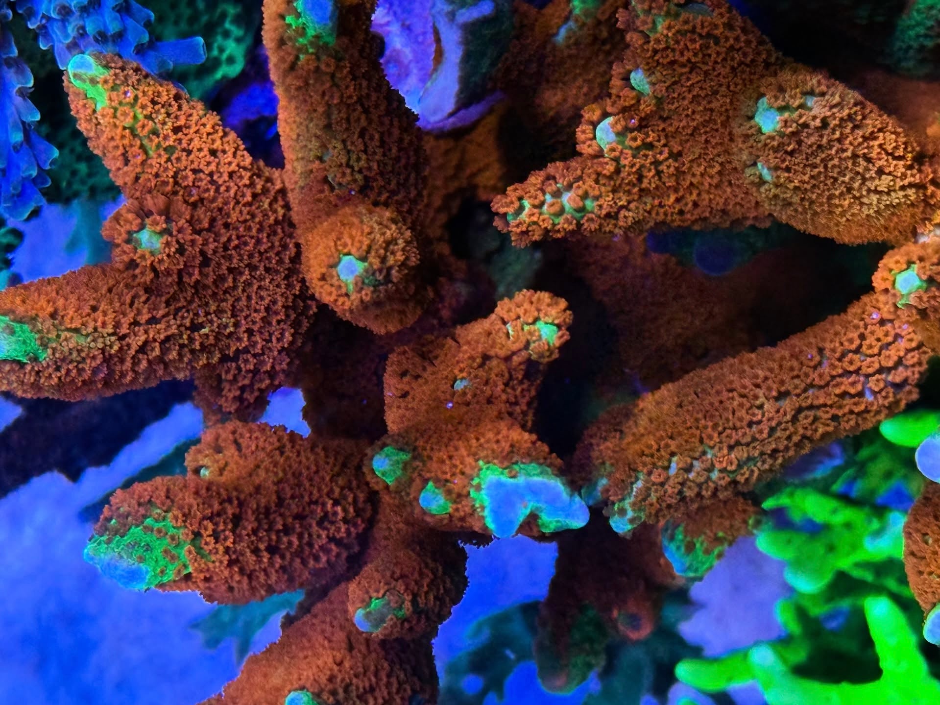 (PREORDER) Forest Fire Digitata (Frag)