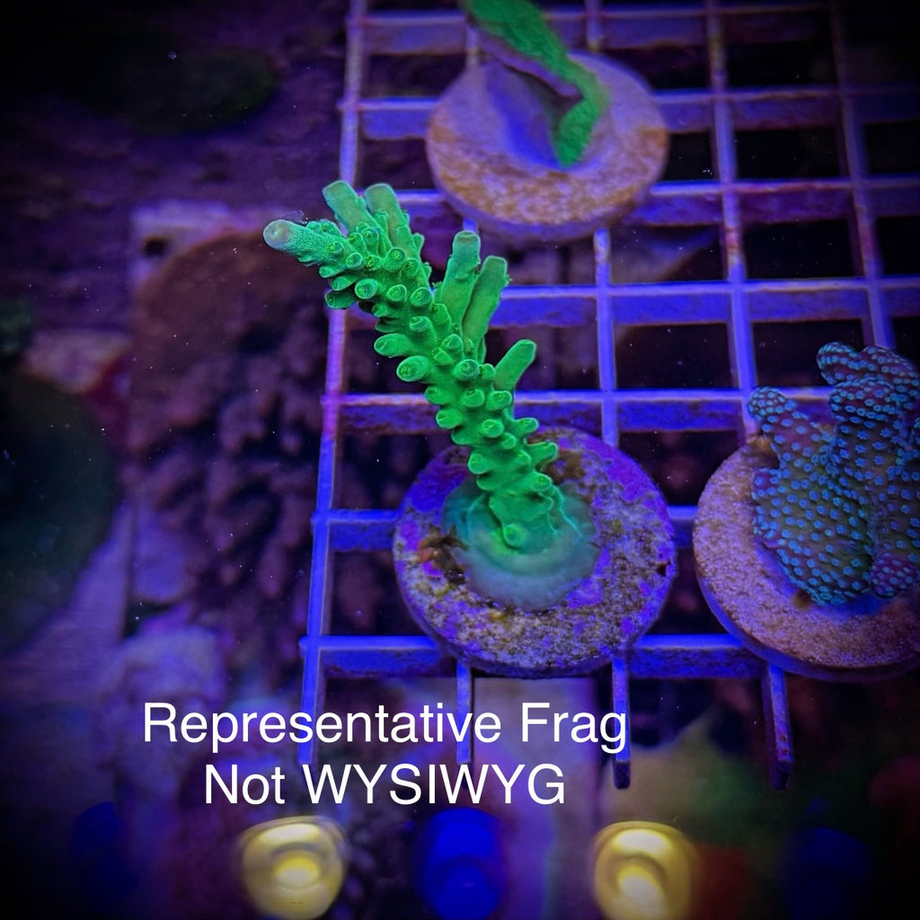 (PREORDER) ORA Frogskin (Frag)