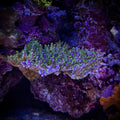 (PREORDER) Joker's Bonsai (Frag)