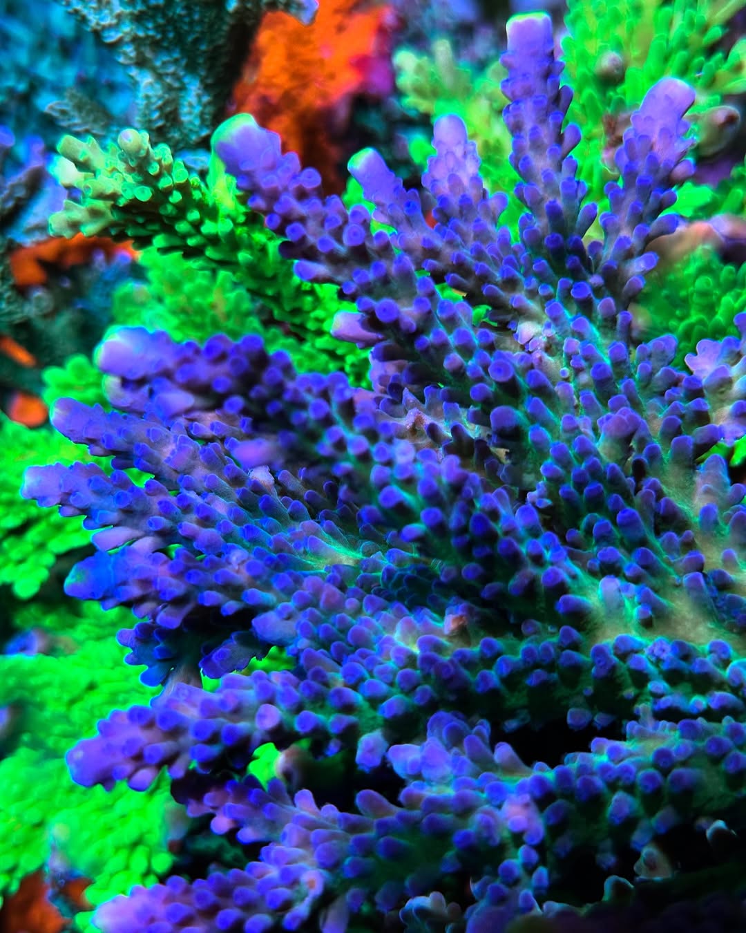 Poletti Yellow Tip (Frag)