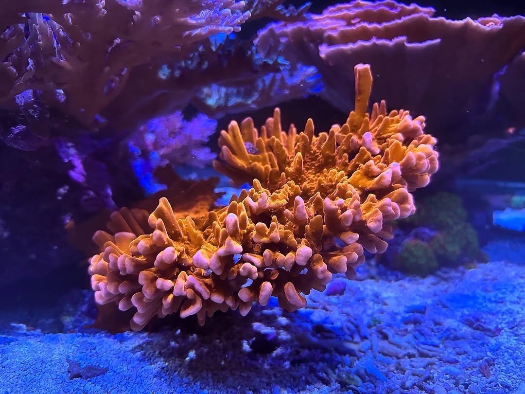 Montipora Setosa (Frag)