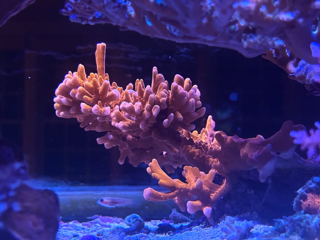 Montipora Setosa (Frag)