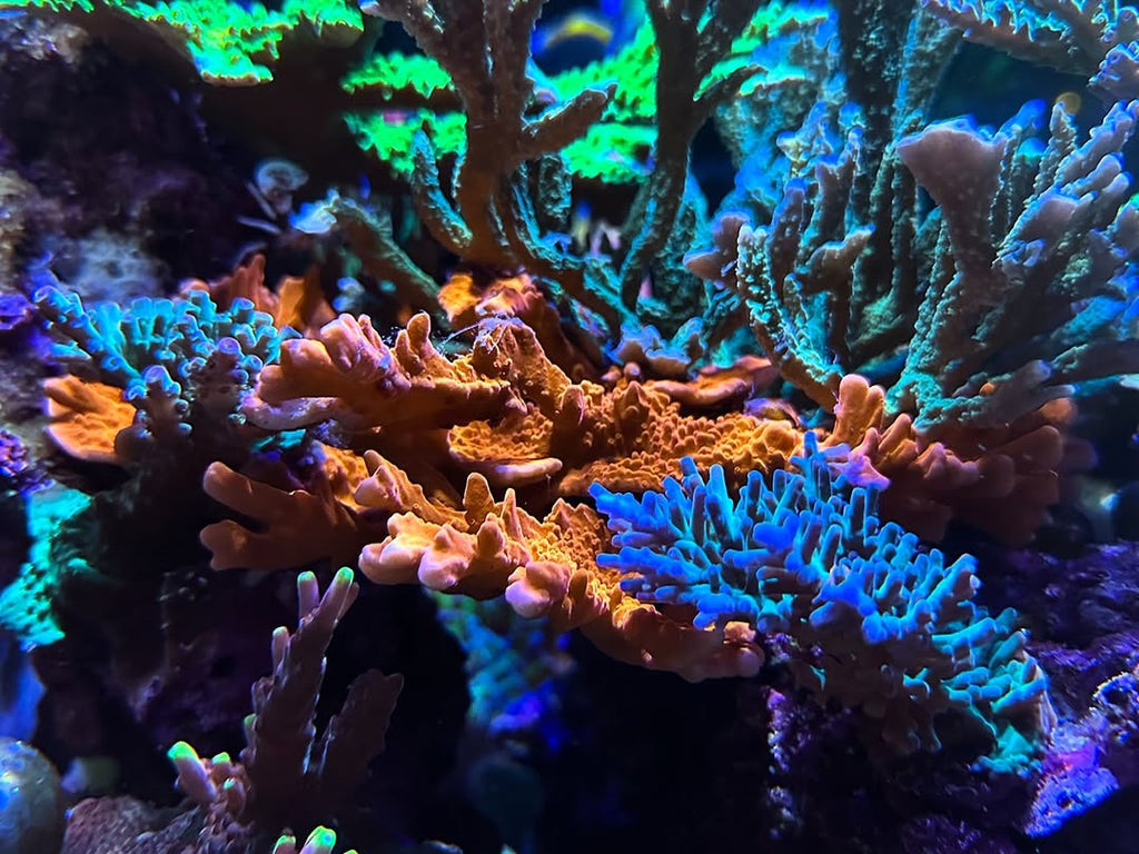 (PREORDER) Montipora Setosa (Frag)