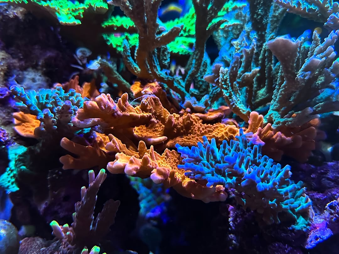 Montipora Setosa (Frag)