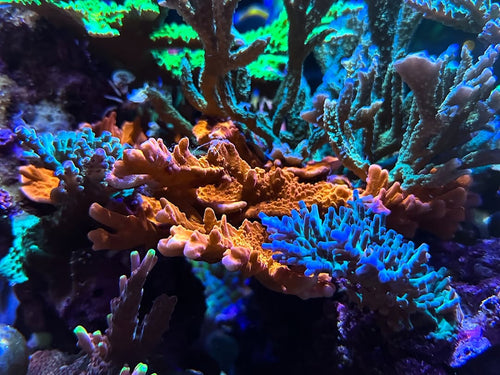(PREORDER) Montipora Setosa (Frag)