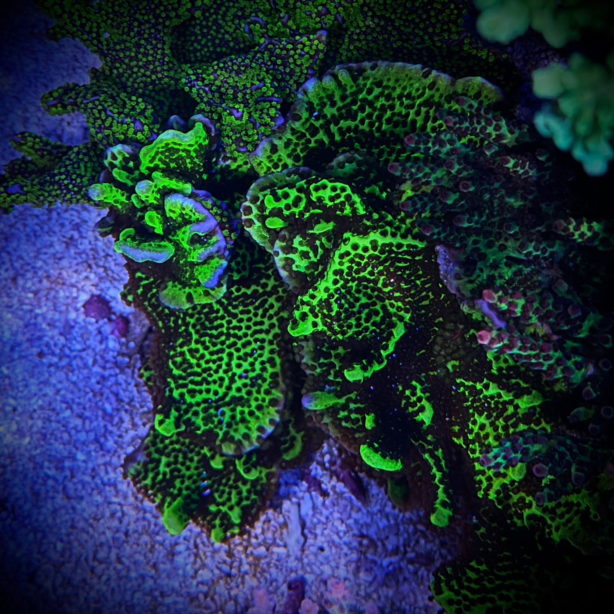 Montipora Spongodes (Frag)