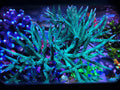 Teal with Blue Tips Stag (Frag)