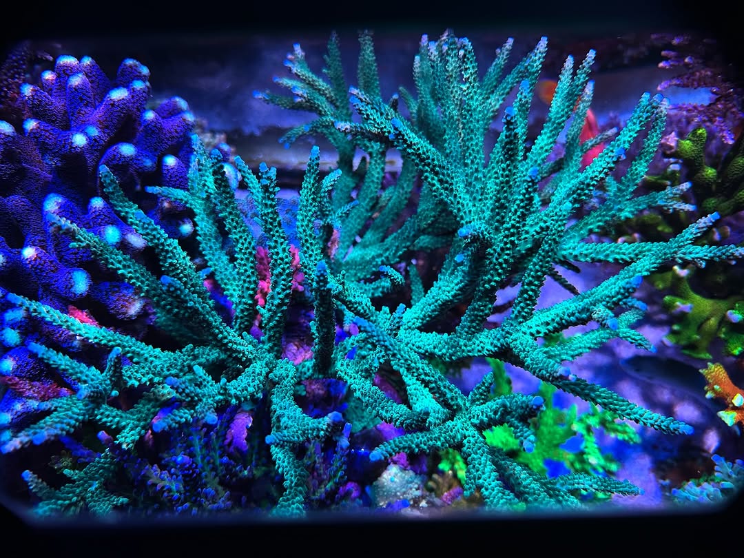 (PREORDER) Teal with Blue Tips Stag (Frag)